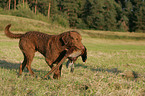 hunting with Chesapeake Bay Retriever