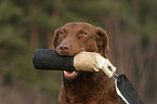 Chesapeake Bay Retriever Portrait