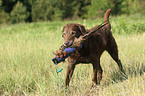 retrieving Chesapeake Bay Retriever