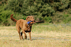 retrieving Chesapeake Bay Retriever