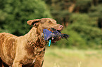 retrieving Chesapeake Bay Retriever