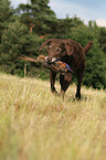 retrieving Chesapeake Bay Retriever