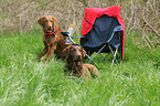 Chesapeake Bay Retrievers