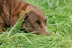 Chesapeake Bay Retriever Portrait