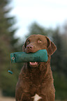 retrieving Chesapeake Bay Retriever