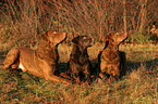 Chesapeake Bay Retrievers