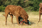 Chesapeake Bay Retriever