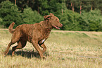 running Chesapeake Bay Retriever