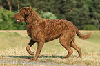 walking Chesapeake Bay Retriever