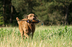 retrieving Chesapeake Bay Retriever