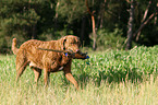 retrieving Chesapeake Bay Retriever