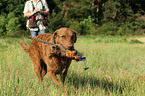 retrieving Chesapeake Bay Retriever