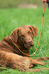 Chesapeake Bay Retriever