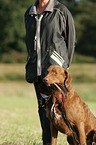 retrieving Chesapeake Bay Retriever