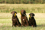 Chesapeake Bay Retrievers