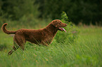 walking Chesapeake Bay Retriever