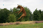 playing Chesapeake Bay Retriever