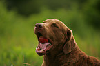 Chesapeake Bay Retriever Portrait