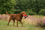 retrieving Chesapeake Bay Retriever