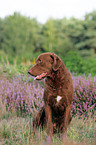 sitting Chesapeake Bay Retriever