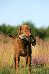 retrieving Chesapeake Bay Retriever