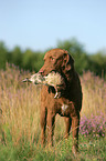 retrieving Chesapeake Bay Retriever