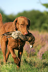 retrieving Chesapeake Bay Retriever