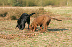 Retriever Puppies