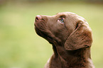 Chesapeake Bay Retriever Puppy