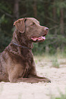 lying Chesapeake Bay Retriever