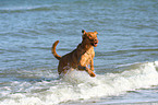 running Chesapeake Bay Retriever