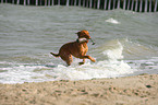 playing Chesapeake Bay Retriever