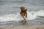 retrieving Chesapeake Bay Retriever