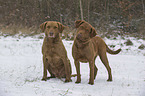 2 Chesapeake Bay Retrievers