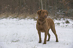 Chesapeake Bay Retriever