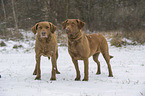 2 Chesapeake Bay Retrievers