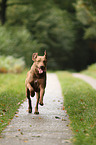 running Chesapeake Bay Retriever