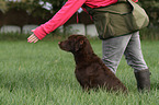 sitting Chesapeake Bay Retriever