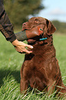 retrieving Chesapeake Bay Retriever