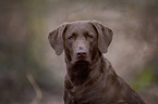 Chesapeake Bay Retriever Portrait