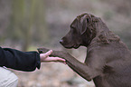 Chesapeake Bay Retriever gives paw