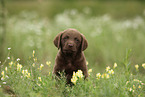 Chesapeake Bay Retriever Puppy