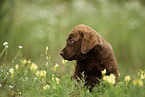 Chesapeake Bay Retriever Puppy