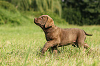 Chesapeake Bay Retriever Puppies