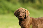 Chesapeake Bay Retriever Puppies