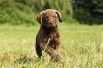 Chesapeake Bay Retriever Puppies