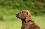 Chesapeake Bay Retriever Puppies