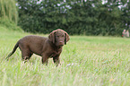 Chesapeake Bay Retriever Puppies