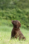 Chesapeake Bay Retriever Puppies