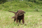 Chesapeake Bay Retriever Puppies